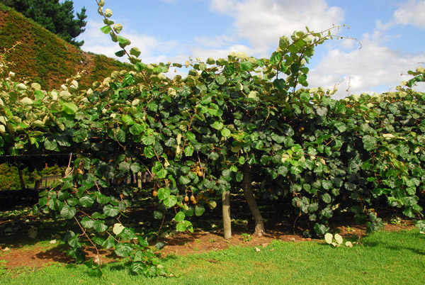 Kiwi plantatin, Te Puke