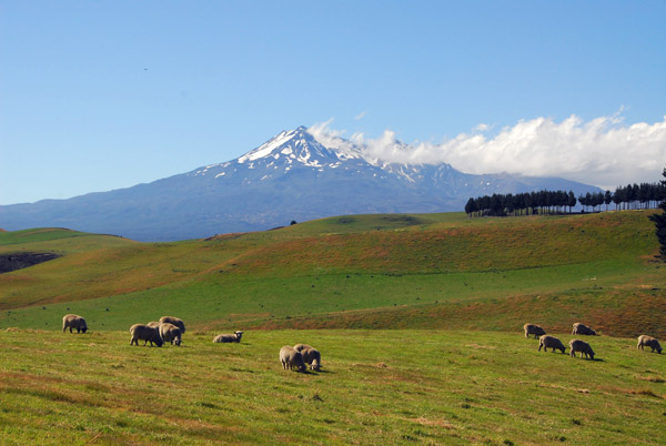 Sheep grazing beneath the volcano Mt. Ruapehu