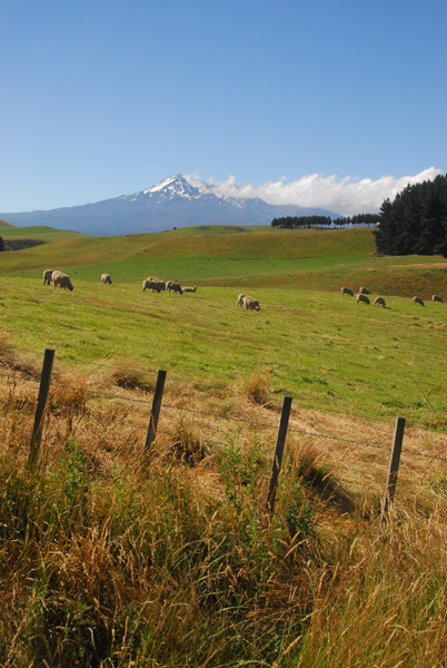 Sheep country around Waiouru