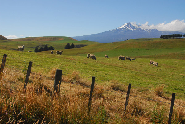 Pastureland south of Tongariro National Park