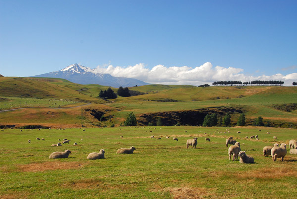 Sheep grazing with Mount Ruapehu in the distance