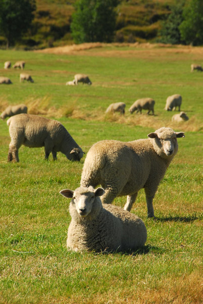 Sheep near Waiouru
