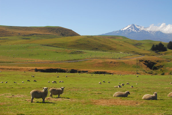 Sheep country south of Mt Ruapehu