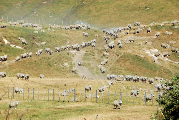 Hillside covered with sheep