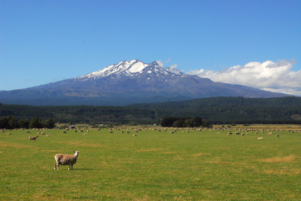 Sheep with Mount Ruapehu (2797m/9177ft)