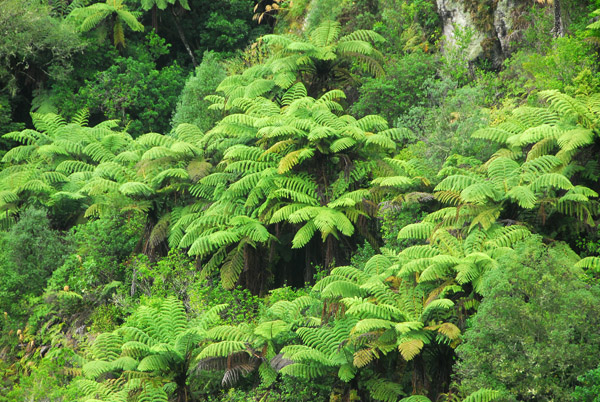 Tree ferns around Te Wairoa Falls