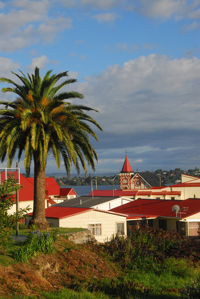 Palm tree, Rotorua