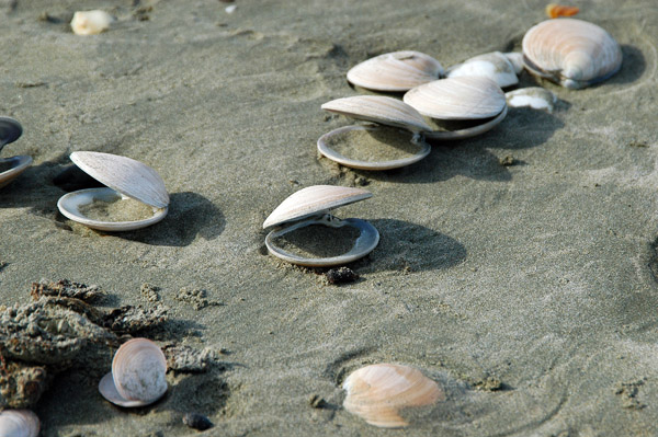 Clam shells, Oneroa Beach, Waiheke Island
