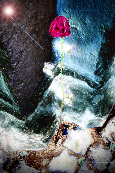 Rome Rambling Rose