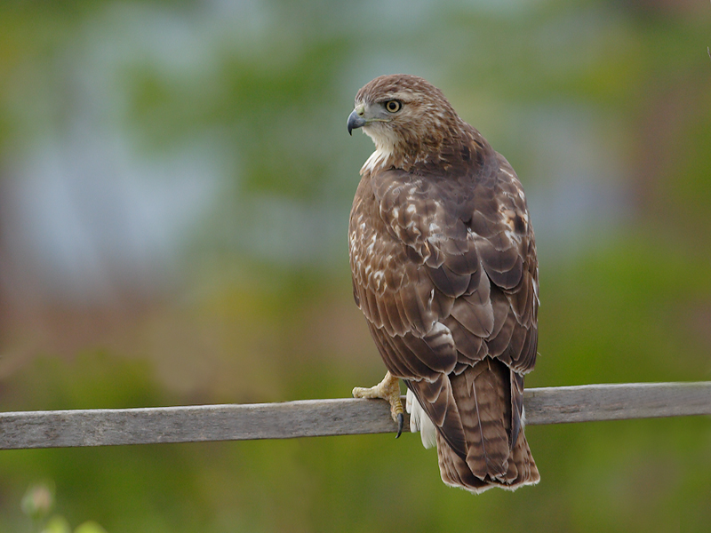 Redtailed Hawk