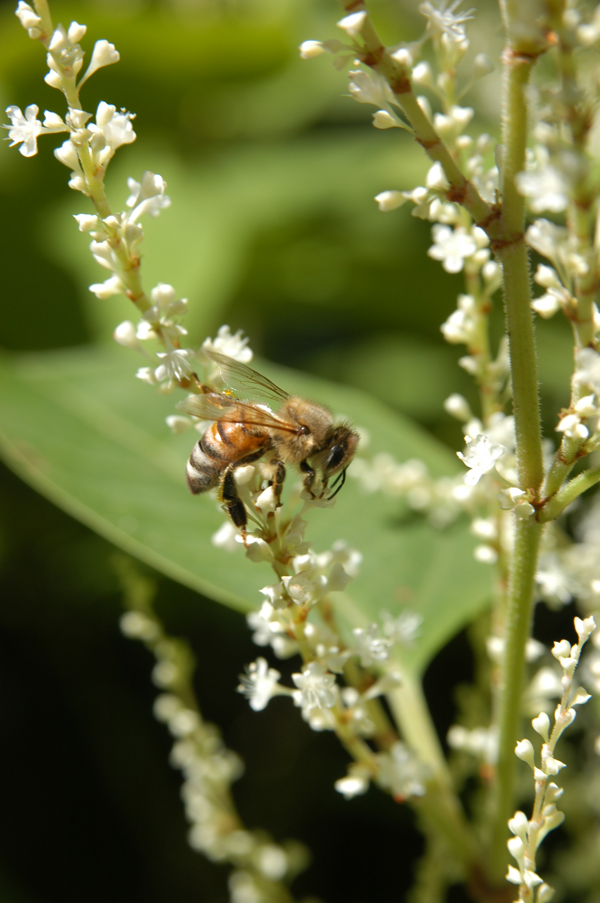 Honey bee on Japanese Knotweed