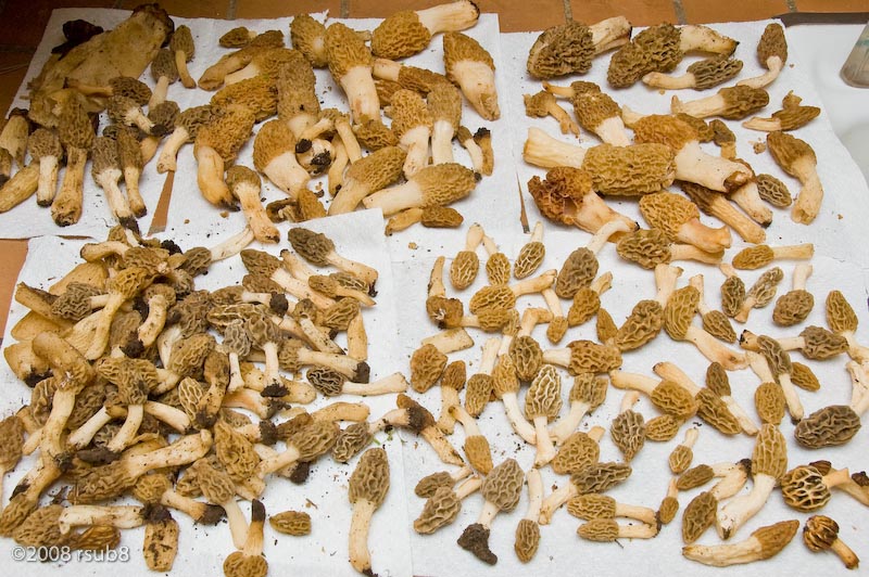 morel 181 count
