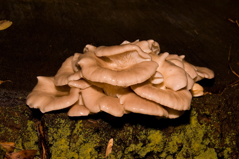 pleurotus ostreatus... just popped up...