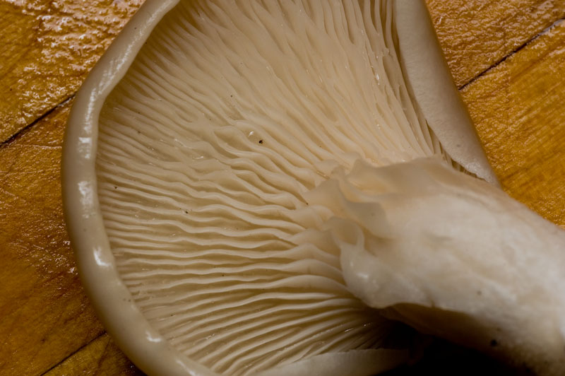 pleurotus ostreatus... ready for its closeup