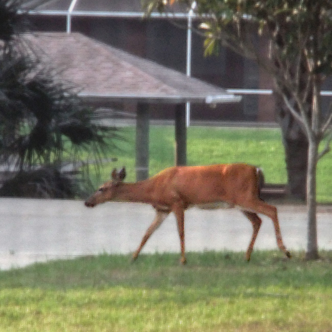In the yard