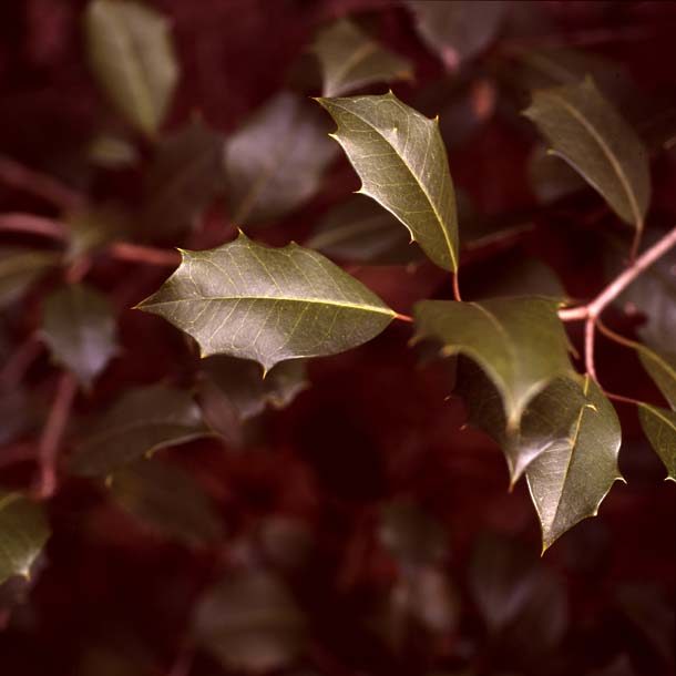 w/110 Macro