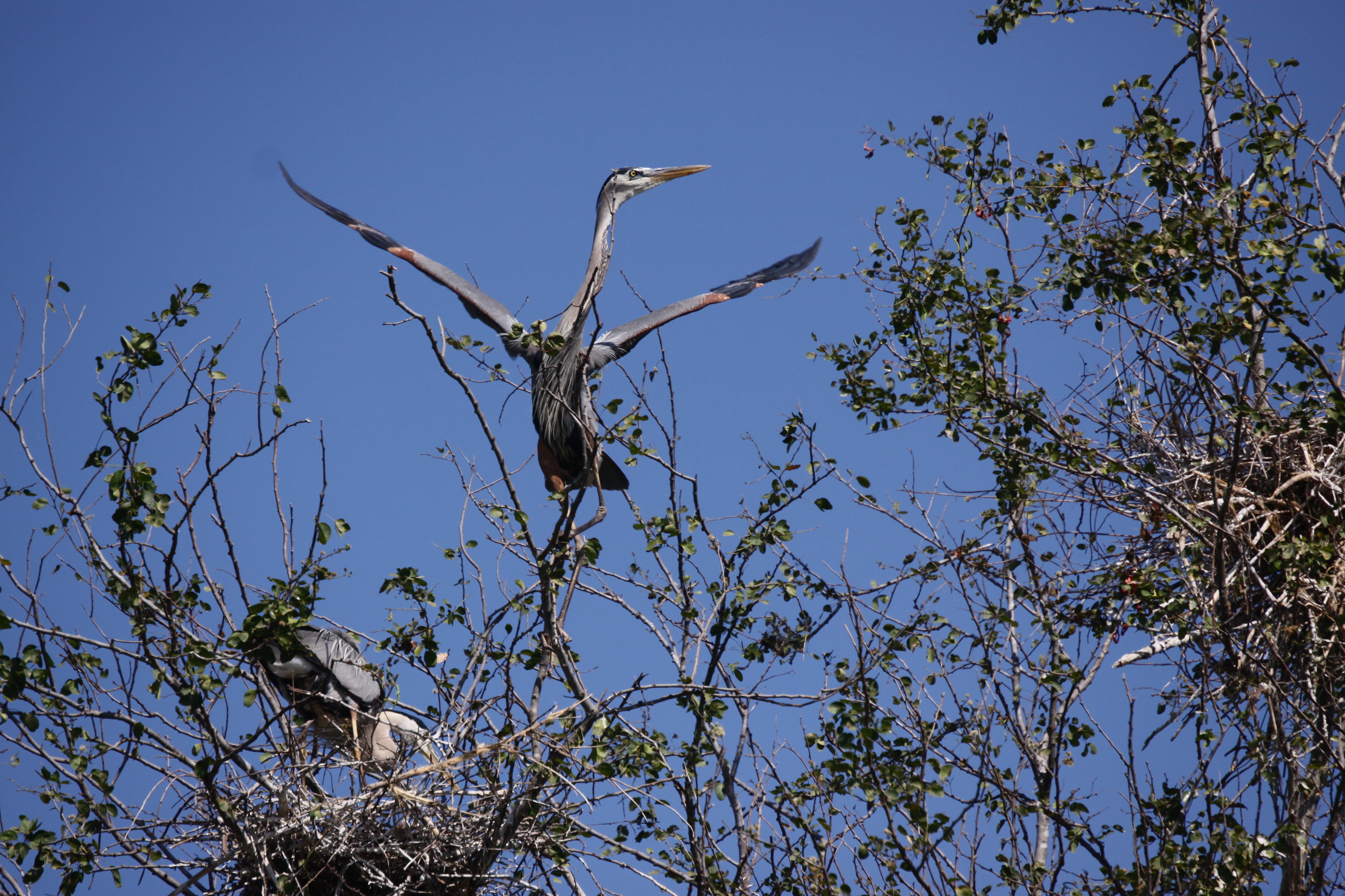 heron feeding