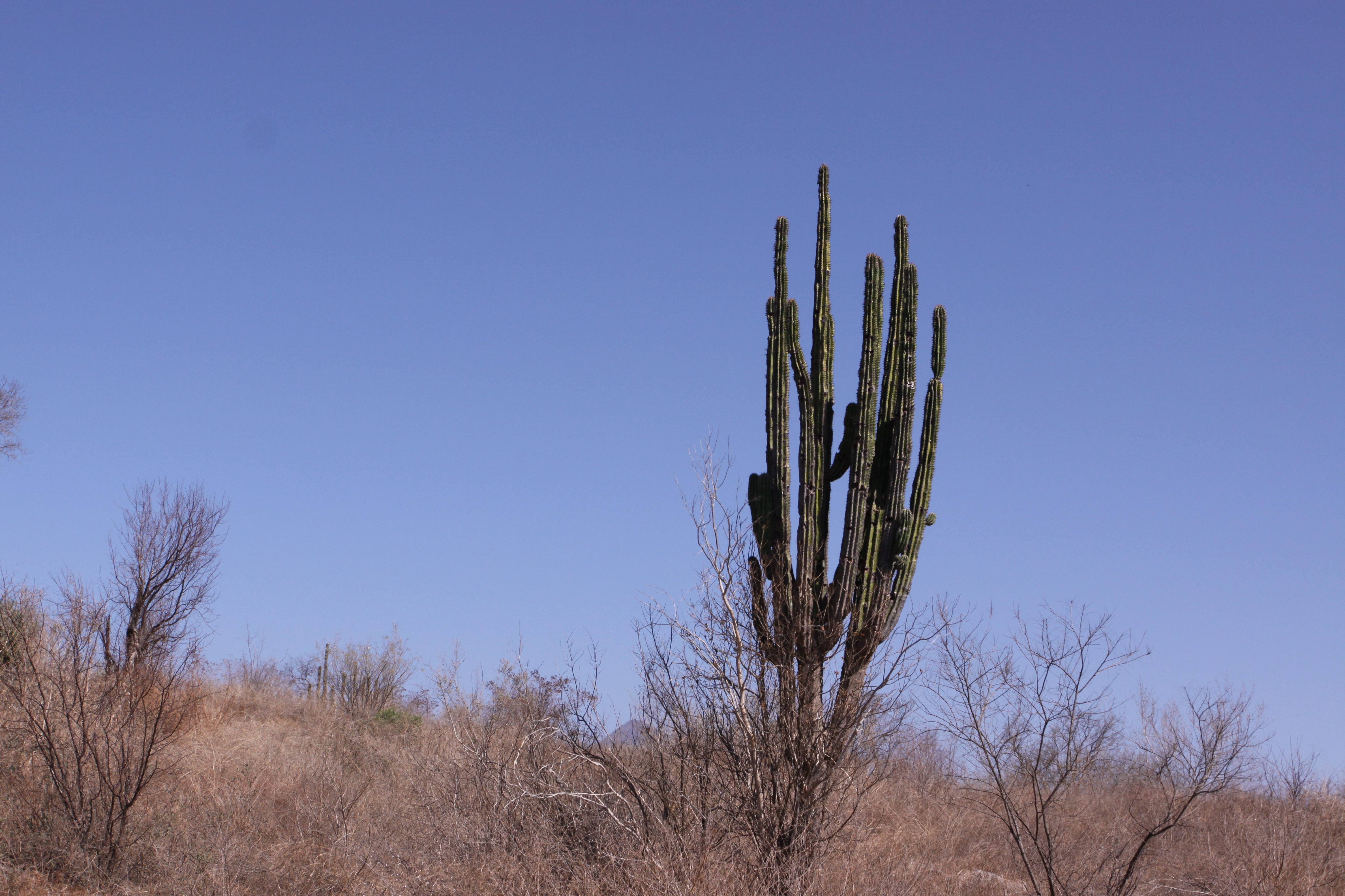 cactus