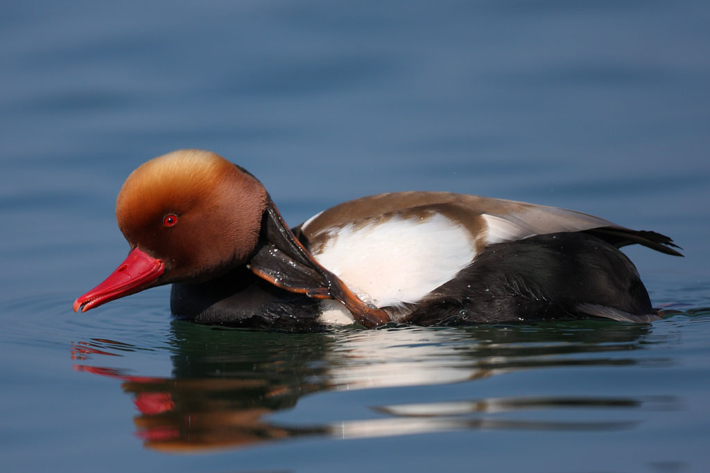Red-crested Pochard, male