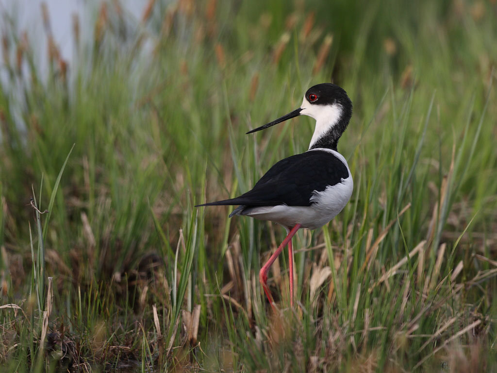 Black-winged Stilt