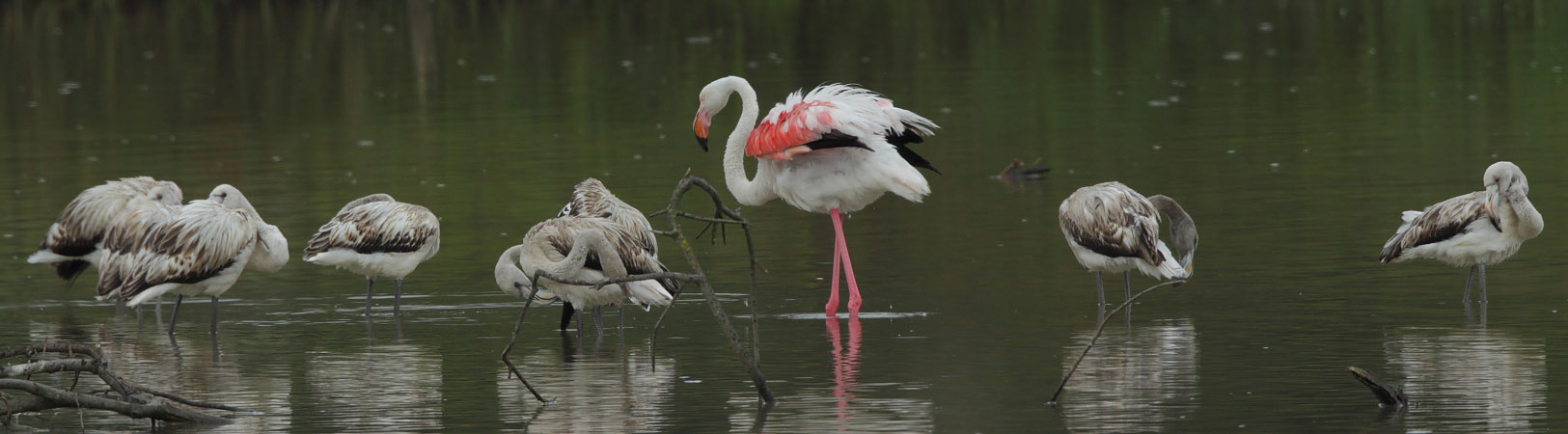Greater Flamingo