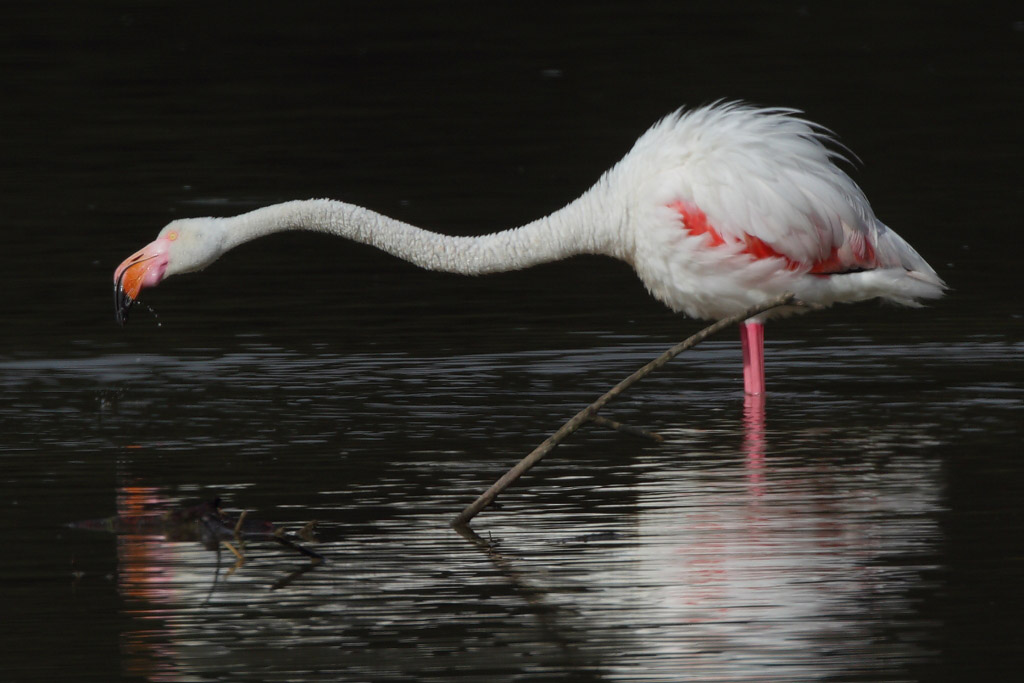 Greater Flamingo