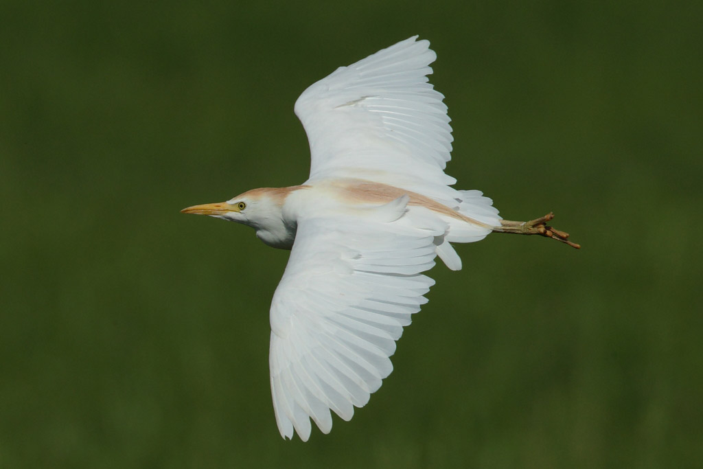 Cattle Egret