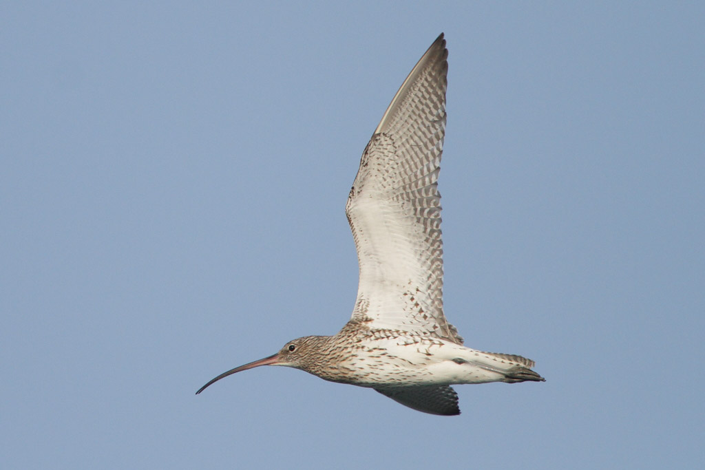 Curlew