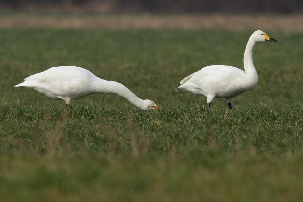 Bewicks Swan