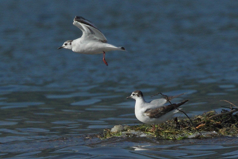 Little Gull