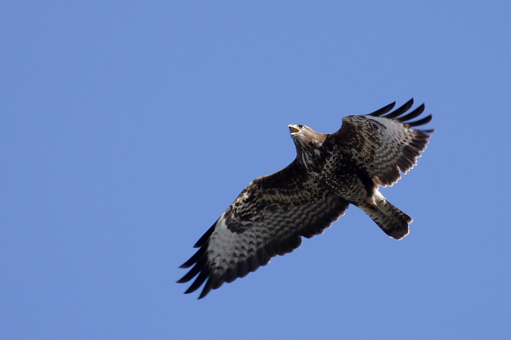 Common Buzzard