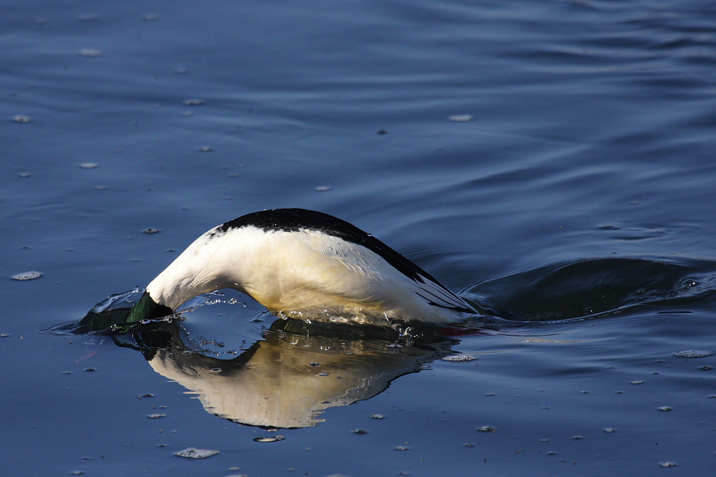 Goosander, male
