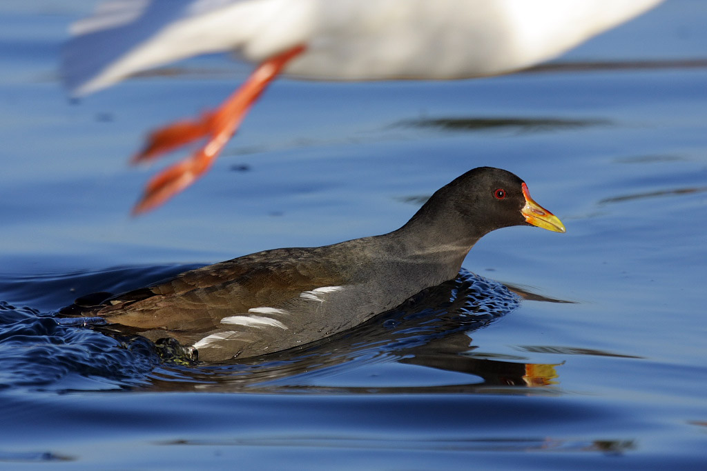 Common Moorhen