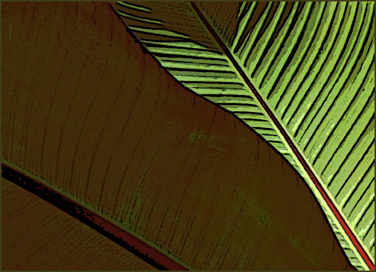 tropicana