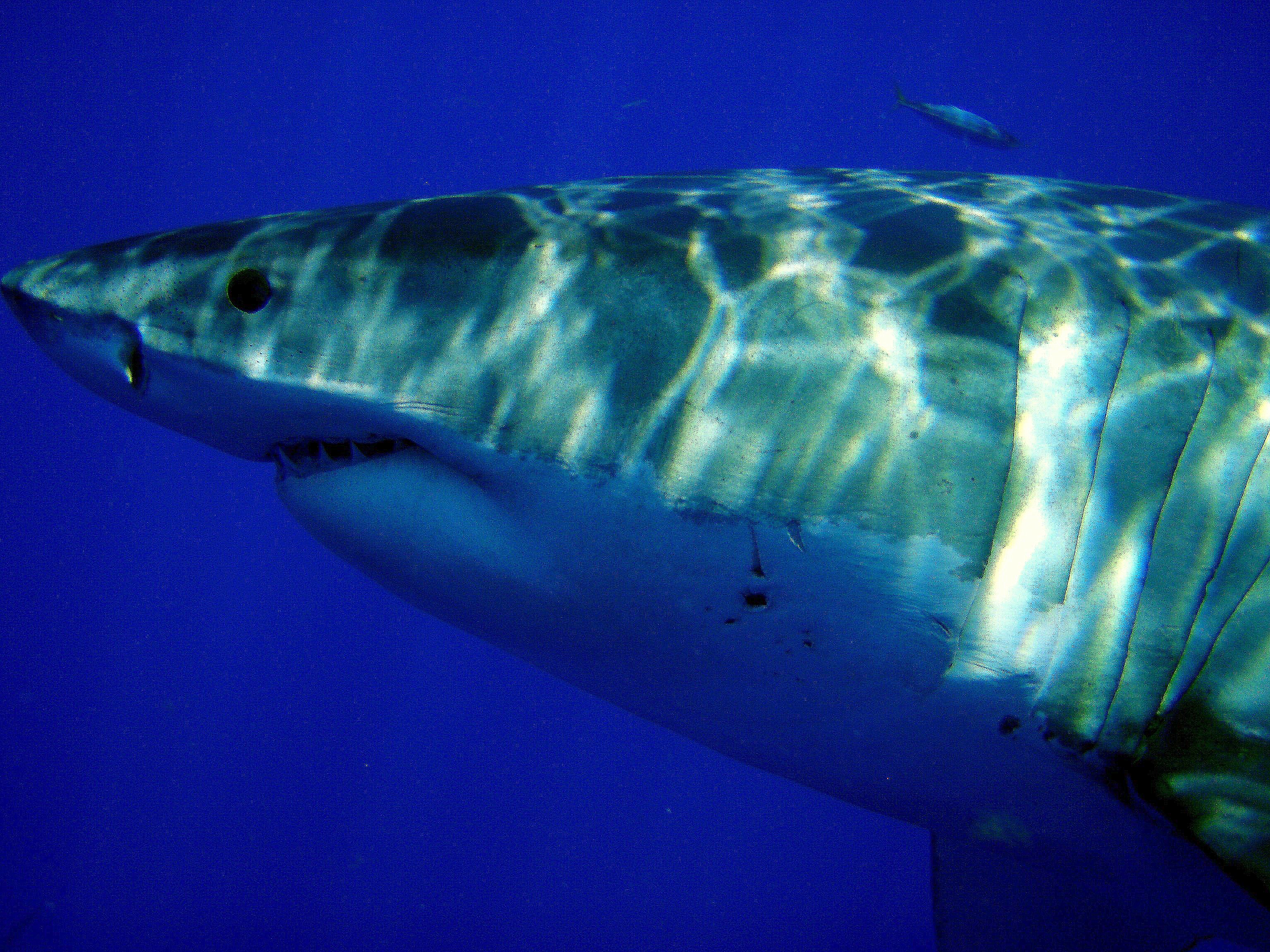  Great White Shark, Guadalupe Island