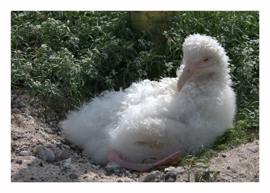 Leucistic  Albatross chick