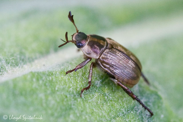 Oriental Beetle