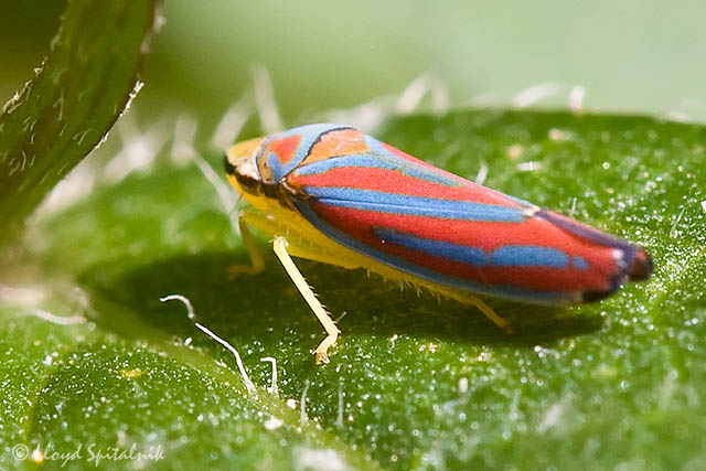 Red-banded Leafhopper