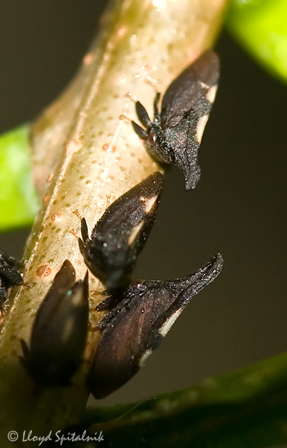 Treehopper