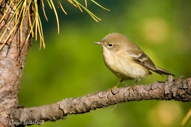 Pine Warbler