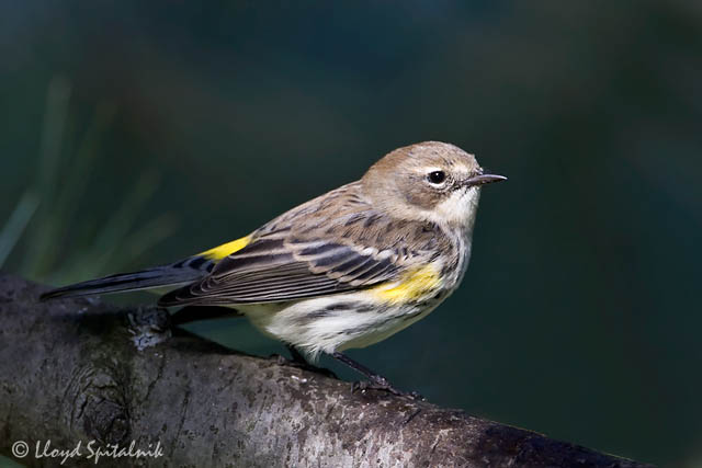 Yellow-rumped Warbler