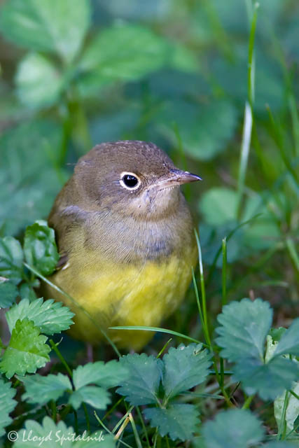 Connecticut Warbler