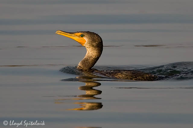 Double-crested Cormorant