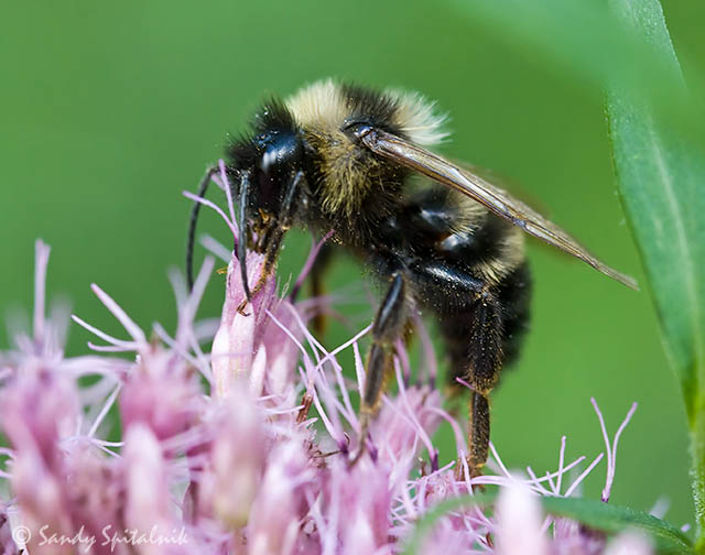 Lemon Cuckoo Bumble Bee (male)