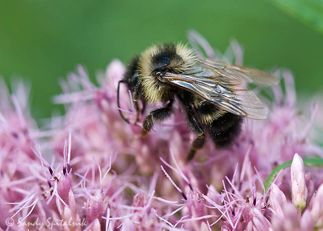 Lemon Cuckoo Bumble Bee (male)