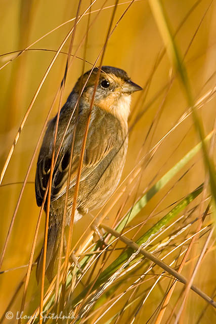 Nelsons Sparrow