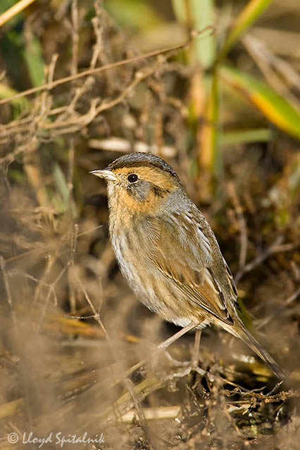 Nelsons Sparrow