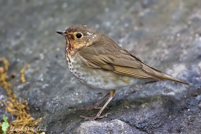 Swainsons Thrush