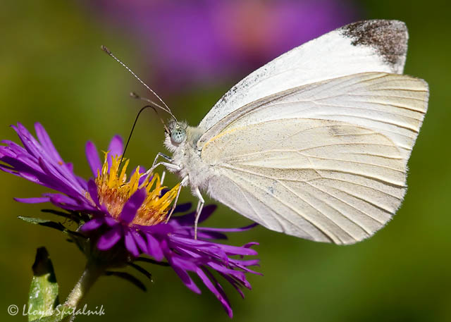 Cabbage White