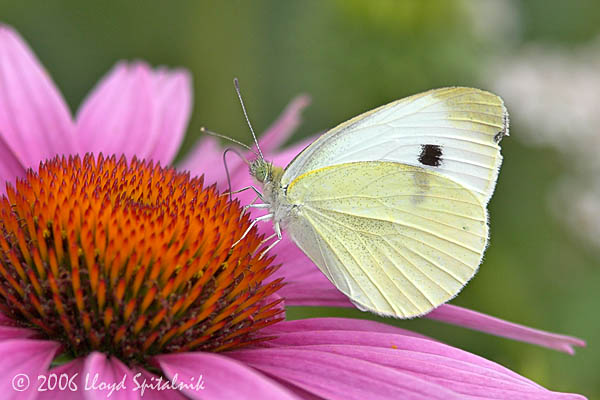 Cabbage White